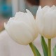 Букет 3 белых тюльпана