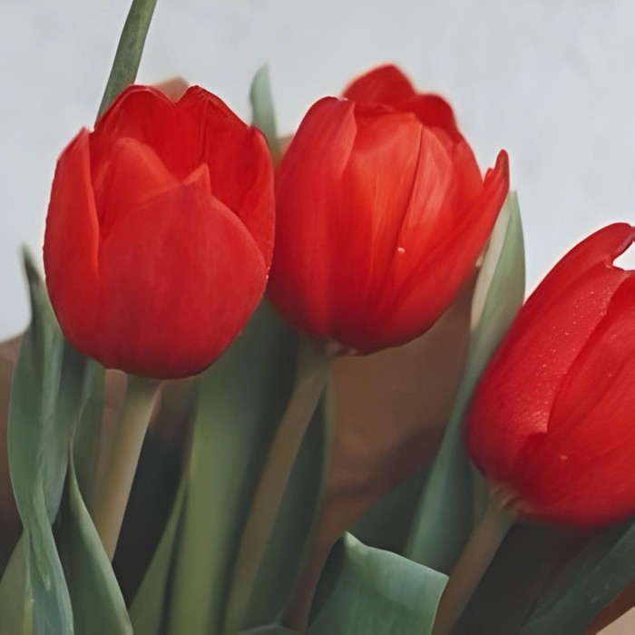 Букет 3 красных тюльпана