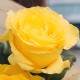 Букет 3 желтые розы